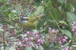 Bush-Tanager, Sooty-capped4