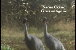 Crane, Sarus 1