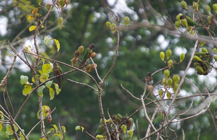 Crimson-bellied Parakeet, Pyrrhura perlata16