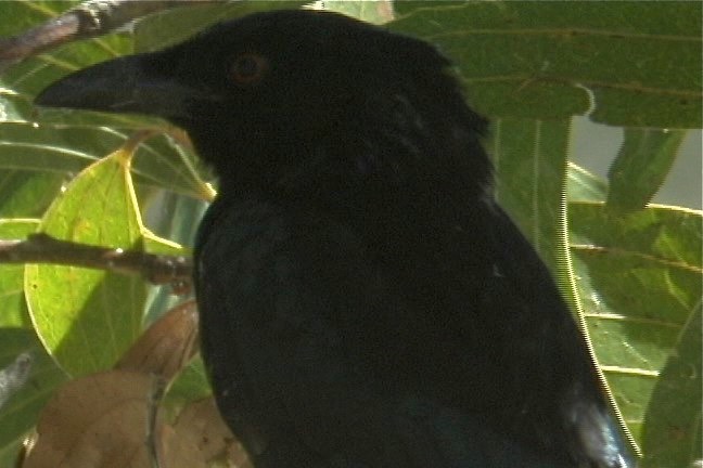 Crow, Torresian 1_1