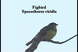 Figbird 1