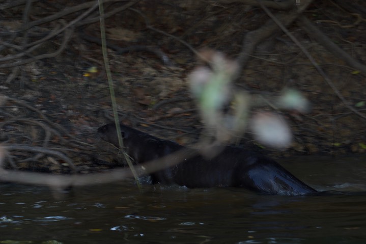 Giant River Otter, Pteronura brasiliensis1