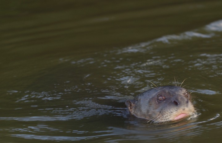 Giant River Otter, Pteronura brasiliensis