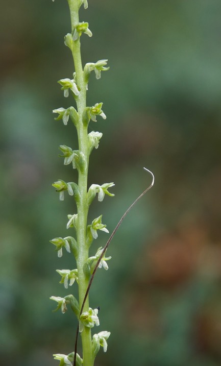 Habenaria unalascensis, Short-spurred Rein Orchid