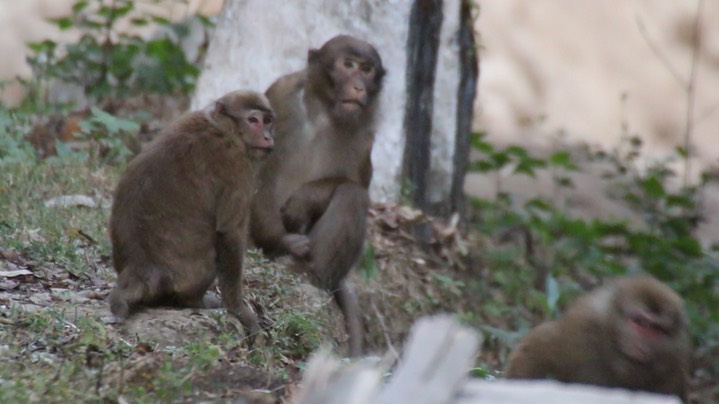 Macaque, Assam 3