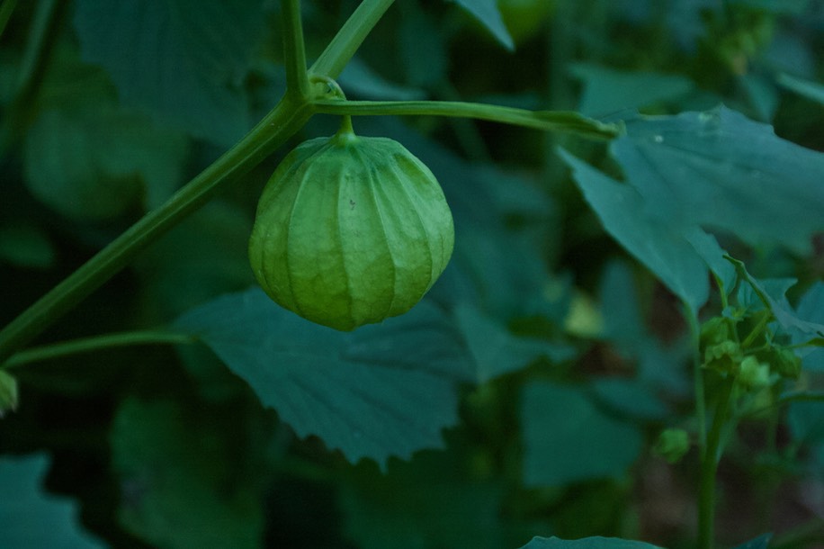 tomatillo 