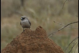 Woodswallow, Black-faced 1