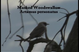 Woodswallow, Masked 1