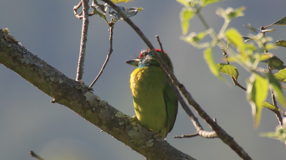 Barbet, Blue-throated 2
