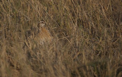 Common Quail, Coturnix coturnix1