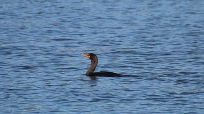 Cormorant, Double-crested (Oregon) 1