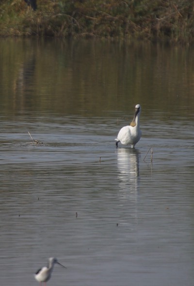 Eurasian Spoonbill, Platalea leucorodia1