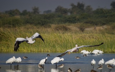 Great White Pelican, Pelecanus onocrotalus5
