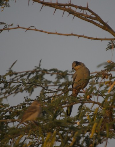 Grey Hypocolius, Hypocolius ampelinus