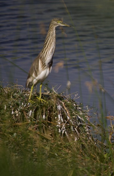 Indian Pond Heron 15