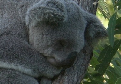 Koala 2