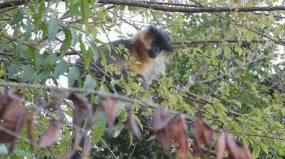 Langur, Capped 3