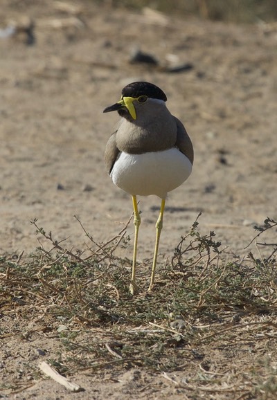 Lapwing, Yellow-wattled - Vanellus malabaricus1