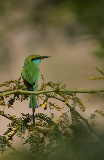 Little Green Bee-eater, Merops orientalis1