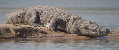 Marsh Crocodile