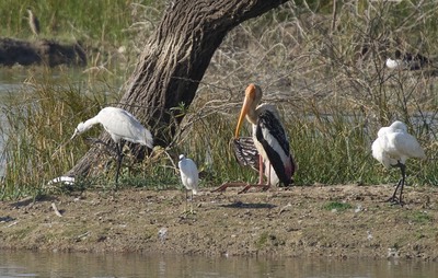Painted Stork1
