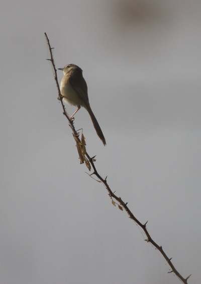 Plain Prinia, Prinia inornata2