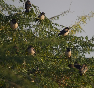 Rosy Starling, Pastor roseus3