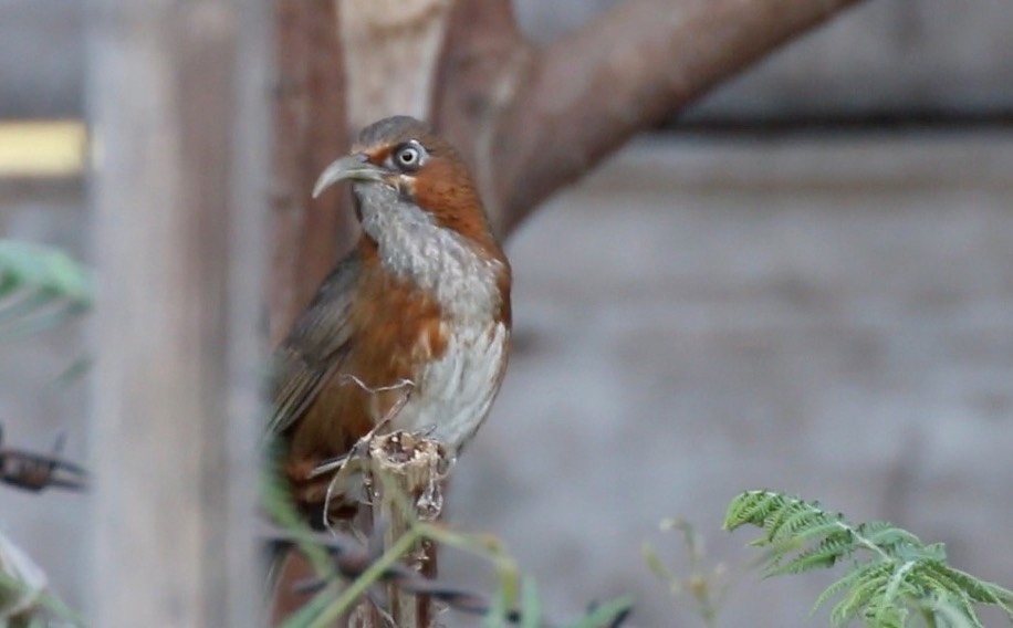 Scimitar-Babbler, Rusty-cheeked_1