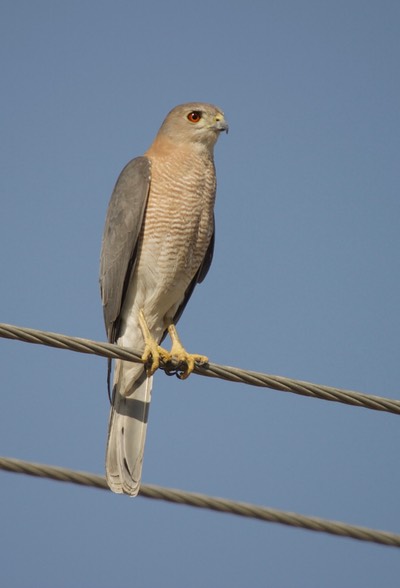 Shikra, Accipiter badius
