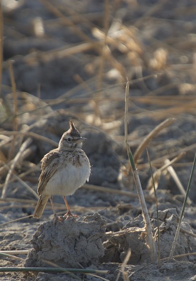 Syke's Lark, galerida deva1
