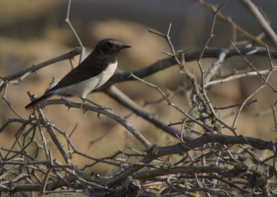 Variable Wheatear, Oenanthe picata1b