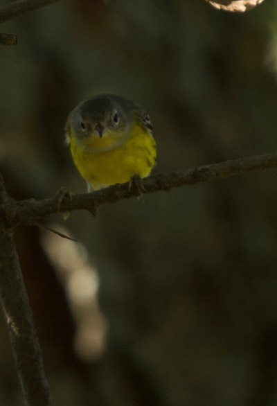 Warbler, Magnolia. Dendroica magnolia. Viola, TN5