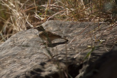 Weaver, (Indian) Baya Ploceus ploceus philippinus2